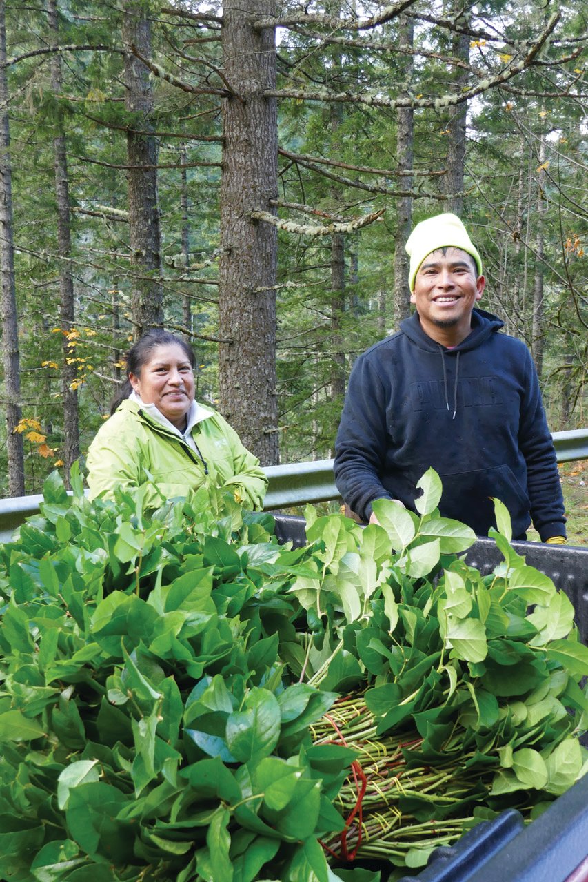 Juana and Hugo with the day’s harvest of salal.